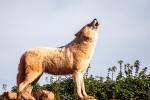 Wolf Howling - Photo by Darren Welsh on Unsplash