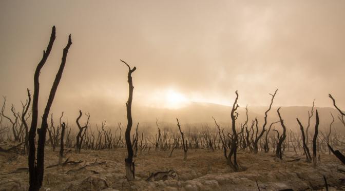Dead Trees - Photo by Dikaseva on Unsplash